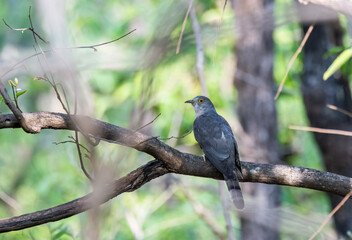 Wall Mural - A common hawk cuckoo perched on a small tree branch inside Pench Tiger Reserve during a wildlife safari