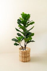 Poster -  Fiddle Fig in wicker basket