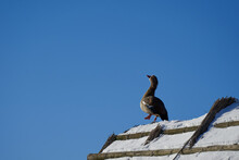 Egyptian Goose (Nilgans, Alopochen Aegyptiaca) Stands On A Thatched Roof With Snow And Seems To Be Dancing. Copy Space. Side View. Winter In Germany.