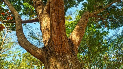 tree in the park