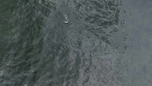 Aerial Footage Of A Seabird Flying Over The Sea Surface Trying To Catch A Fish