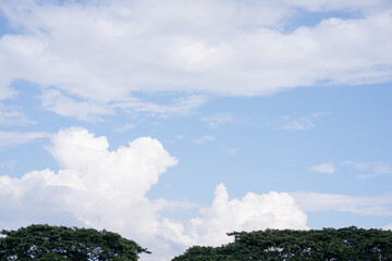 Wall Mural - nature and landscape concept with cloudy blue sky and large tree