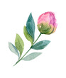 Watercolor pink blossom peony flower. Hand-drawn illustration isolated on the white background