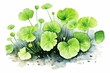 Image of gotu kola plant leaves on white background. Watercolor illustration. Generative AI