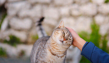 Sticker - cats of Turkey, small resort town of Side with ancient Greek ruins. female tourist petting stray cat on street over sunset time in spring or fall season