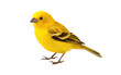 Cartoon Image of 3D Atlantic Canary on isolated background