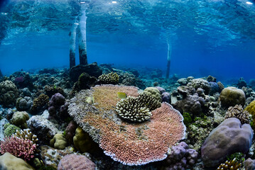 Wall Mural - Tropical Coral Reef - Table Corals (Acropora sp.)