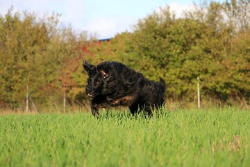 Wall Mural - Handsome big black Hovawart runs on a green meadow