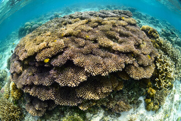 Wall Mural - Tropical Coral Reef - Table Corals (Acropora sp.)