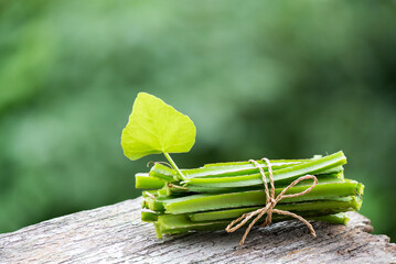 Cissus quadrangularis branch green leaves on natural background.