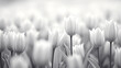 many snow-white tulips that grow very densely, black and white image
