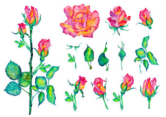 Wall Mural - Pink flowers. Roses, buds and leaves on white background, watercolor illustration, floral clipart