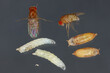 Vinegar fly, fruit fly (Drosophila melanogaster). All life stages: egg, larvae, pupa and adult fly in various shots. Isolated on a dark background.