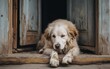 © CMStock - Perros con mirada triste abandonados esperando ser adoptados para una buena vida. Concepto abandono de animales.
