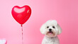 White  dog with heart shaped balloon, Valentine's Day concept 