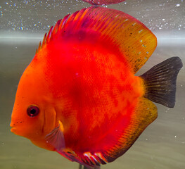 Portrait Aufnahme von Diskusfische im Aquarium, Amazonas Aquarium.
