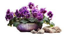 Gloxinia With Deep Purple Blooms In A Stone Pot Isolated On Transparent Or White Background, PNG