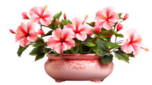 Flowering Hibiscus In A Ceramic Pot Isolated On Transparent Or White Background, PNG