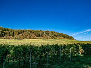 Sticker - Weinberge im Herbst