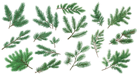 set of illustration of spruce twigs. pine leaves. leaf isolated on a white background. eps 10