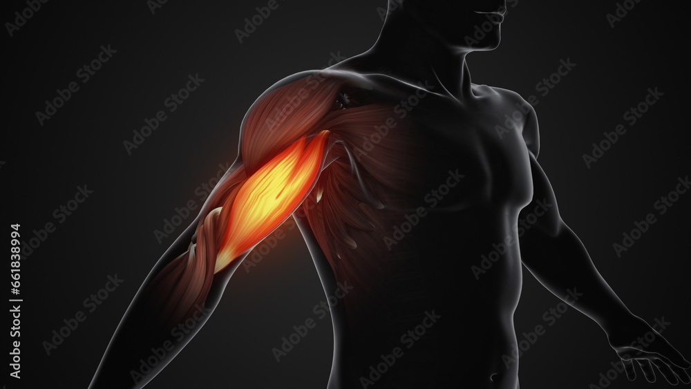 Pain and injury in the Biceps Muscles Stock Illustration | Adobe Stock