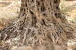 Roots of an ancient olive tree in the earth