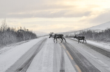 Reindeer family walk across the snow-covered road at the north of Norway - wildlife behind the arctic circle