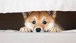 Portrait of a funny and happy Shiba Inu puppy