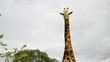 Medium shot of a giraffe looking at the camera against a cloudy background in an African safari.