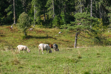 Poster - Schafe (Ovis) auf einer Bergwiese