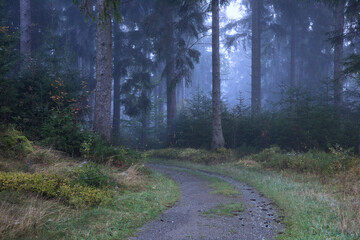 Wall Mural - countryside road in coniferous dark forest