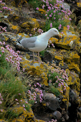 Goéland argenté,.Larus argentatus, European Herring Gull, Armérie maritime, Armeria maritima