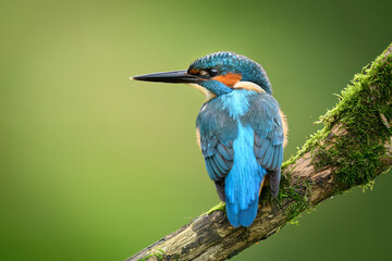 Wall Mural - European Kingfisher ( Alcedo atthis ) close up