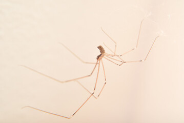 Spider hanging on the cobweb in the room near the wall. Close-up. Selective focus.