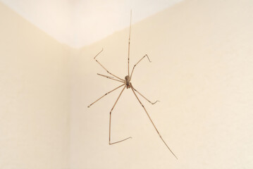 Spider hanging on the cobweb in the room near the wall. Close-up. Selective focus.