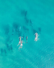 Sticker - Aerial vertical view of a small pod of dolphins swimming through a beautiful blue ocean