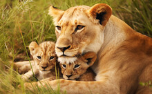 Close Up Of A Female Lion With Two Cubs