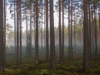 Wall Mural - Misty morning after rainy night in pine tree forest.