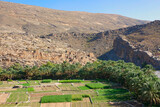 Fototapeta Miasto - Small mountain village with plots of cultivated land surrounded by green palm trees. Oman.