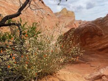 Flowers In Desert. Sphaeralcea Ambigua (Desert Globemallow) , Or Apricot Mallow Plat Inbloom In Desert, Red Rocks Background