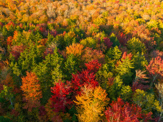 Canvas Print - aerial view of autumn forest under sunlight as design background