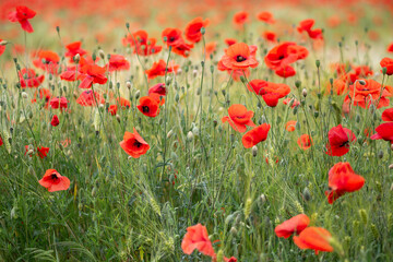 Wall Mural - Red poppies - Papaver rhoeas field