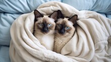 Adorable Siamese Cats Lying In The Cozy Bedroom. Rest And Relax. Indoor Background.