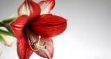 macro shot of red amaryllis flower isolated on light gray background with copy space. 
