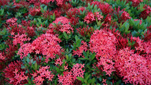Red Rauwolfia Flowers, Bushes Close-up, Beautiful Background