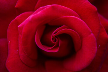 red rose close up