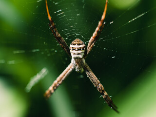 Wall Mural - spider on a web