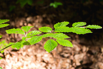 Wall Mural - beech leaves