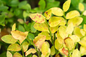 Sticker - blueberry bushes