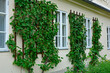Winorośl właściwa (Vitis vinifera), winorośl na białej ścianie domu między oknami, vine on the wall of the house